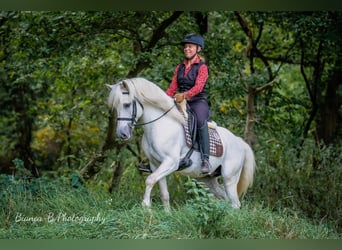 Camargue, Stallone, 8 Anni, 144 cm, Grigio