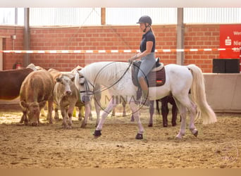 Camargue, Stallone, 8 Anni, 144 cm, Grigio