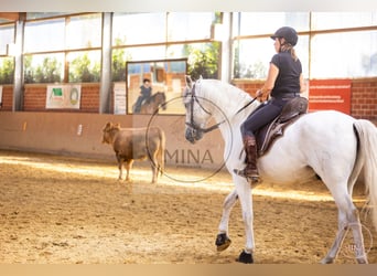 Camargue, Stallone, 8 Anni, 144 cm, Grigio