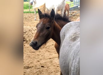 Camargue, Stallone, Puledri
 (05/2024), Grigio