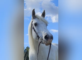 Camargue, Stute, 11 Jahre, 145 cm, Schimmel