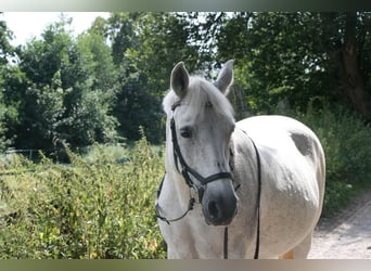 Camargue, Stute, 13 Jahre, 145 cm