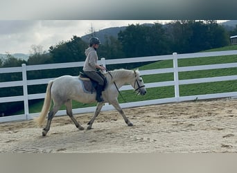 Camargue, Stute, 5 Jahre, 148 cm, Schimmel
