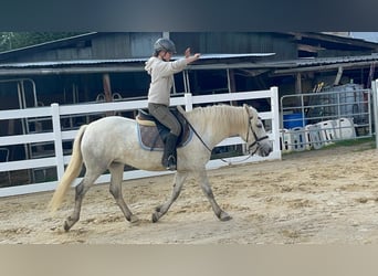 Camargue, Stute, 5 Jahre, 148 cm, Schimmel