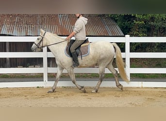 Camargue, Stute, 5 Jahre, 148 cm, Schimmel