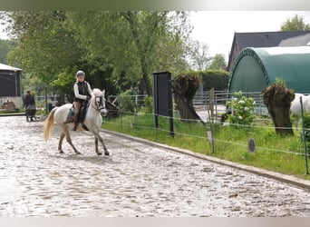 Camargue, Stute, 6 Jahre, 146 cm, Schimmel