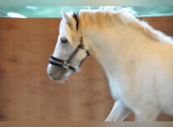 Camargue, Stute, 6 Jahre, 146 cm, Schimmel