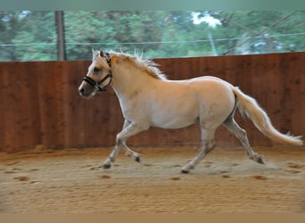 Camargue, Stute, 6 Jahre, 146 cm, Schimmel
