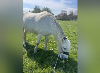 Camargue, Stute, 8 Jahre, 153 cm, Schimmel