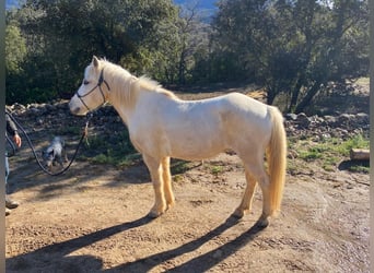Camargue, Wałach, 12 lat, 143 cm