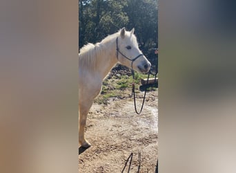 Camargue, Wałach, 12 lat, 143 cm