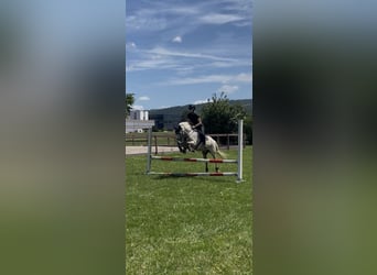 Camargue Mix, Wałach, 13 lat, 138 cm, Siwa w hreczce