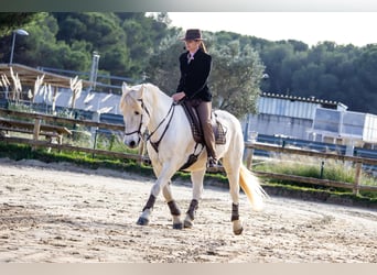 Camargue, Wałach, 14 lat, 148 cm, Siwa