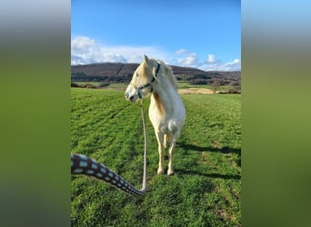 Camargue, Wałach, 15 lat, 145 cm, Siwa