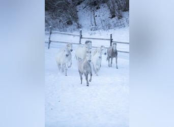 Camargue, Wałach, 2 lat, 147 cm, Siwa