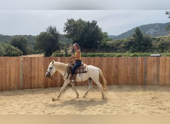 Camargue, Wałach, 3 lat, 143 cm