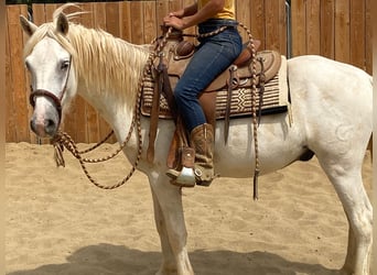 Camargue, Wałach, 3 lat, 143 cm