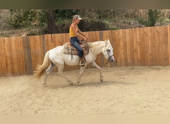 Camargue, Wałach, 3 lat, 143 cm