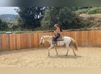 Camargue, Wałach, 3 lat, 143 cm