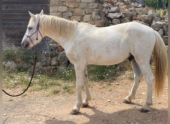 Camargue, Wałach, 3 lat, 143 cm