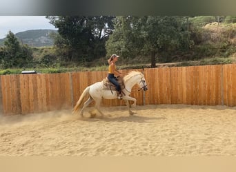 Camargue, Wałach, 3 lat, 143 cm