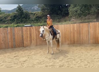 Camargue, Wałach, 3 lat, 143 cm