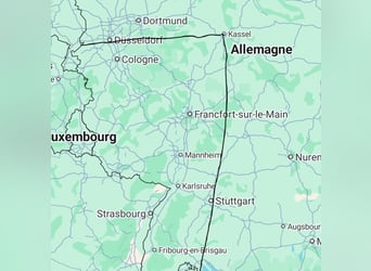 Camargue, Wałach, 3 lat, 143 cm