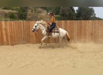 Camargue, Wałach, 3 lat, 143 cm