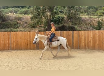 Camargue, Wałach, 3 lat, 143 cm