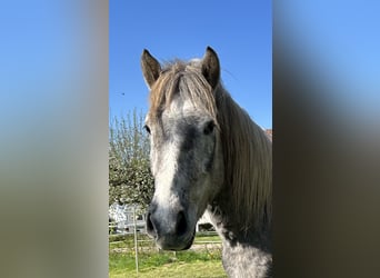 Camargue, Wałach, 3 lat, 148 cm, Siwa