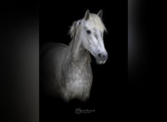 Camargue, Wałach, 3 lat, 150 cm, Siwa