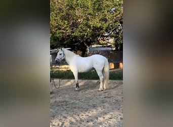 Camargue, Wałach, 12 lat, 146 cm, Siwa