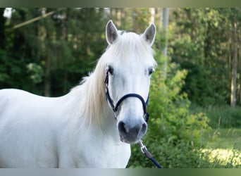 Camargue, Wałach, 9 lat, 146 cm, Siwa