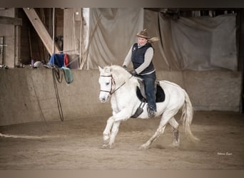 Camargue, Wallach, 10 Jahre, 145 cm, Schimmel