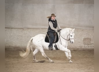 Camargue, Wallach, 10 Jahre, 145 cm, Schimmel