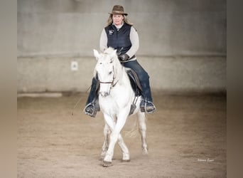 Camargue, Wallach, 10 Jahre, 145 cm, Schimmel