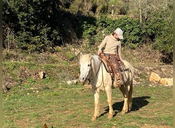 Camargue, Wallach, 12 Jahre, 143 cm