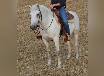 Camargue, Wallach, 14 Jahre, 146 cm, Schimmel