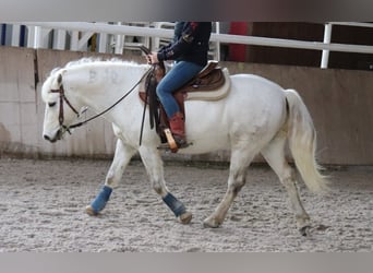 Camargue, Wallach, 14 Jahre, 146 cm, Schimmel