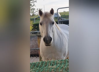 Camargue, Wallach, 14 Jahre, 146 cm, Schimmel