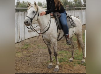 Camargue, Wallach, 14 Jahre, 146 cm, Schimmel