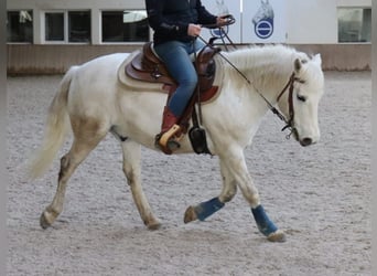 Camargue, Wallach, 14 Jahre, 146 cm, Schimmel