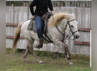 Camargue, Wallach, 14 Jahre, 146 cm, Schimmel