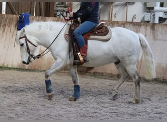 Camargue, Wallach, 14 Jahre, 146 cm, Schimmel