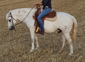 Camargue, Wallach, 14 Jahre, 146 cm, Schimmel