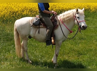 Camargue, Wallach, 14 Jahre, 146 cm, Schimmel