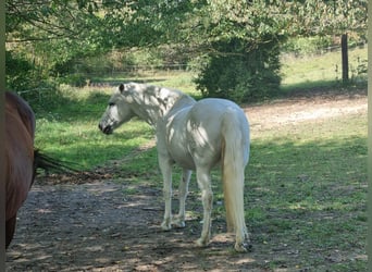 Camargue, Wallach, 14 Jahre, 146 cm, Schimmel