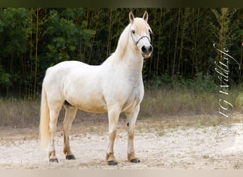 Camargue, Wallach, 14 Jahre, 148 cm, Schimmel