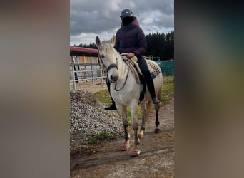 Camargue Mix, Wallach, 16 Jahre, 143 cm, Schimmel