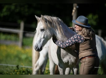 Camargue, Wallach, 2 Jahre, 147 cm, Schimmel